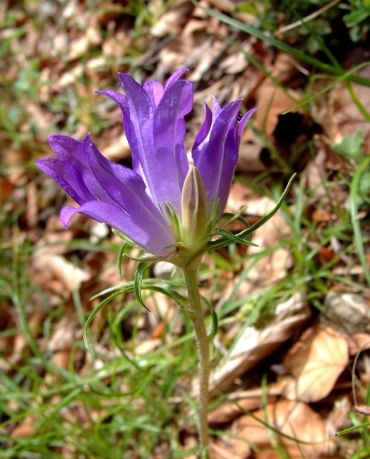 Edraianthus graminifolius / Campanula graminifolia